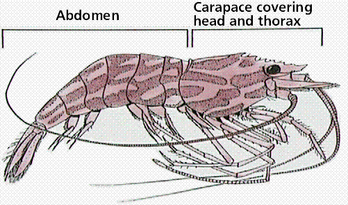 Reproductive System - The Fiddler Crab Resource